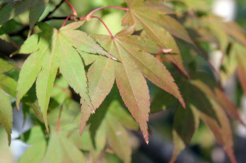 5 acer sieboldianum gb 16 sept 2012 136.jpg