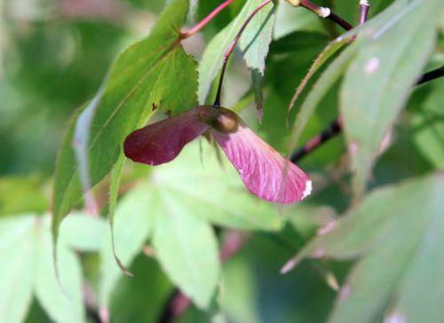 6 acer sieboldianum gb 16 sept 2012 137.jpg
