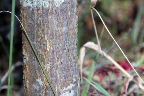 9 acer sieboldianum gb 16 sept 2012 142.jpg