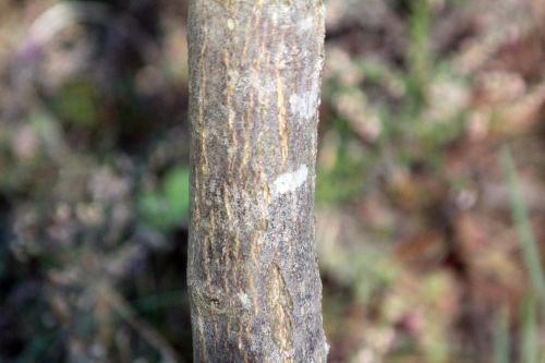 8 acer sieboldianum gb 16 sept 2012 141.jpg