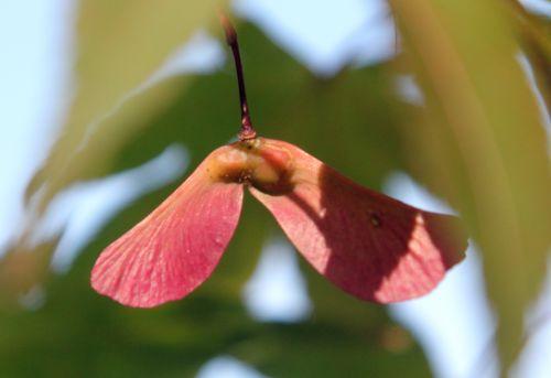 7 acer sieboldianum gb 16 sept 2012 143.jpg
