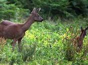 Accident chasse mortel Vendres tuer, c'est vraiment reposant