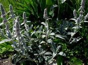 Stachys byzantina, Épiaire Byzance, laineuse