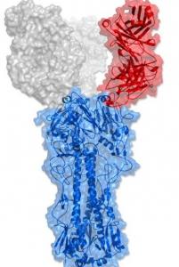 GRIPPE: Découverte d’un anticorps universel – Nature