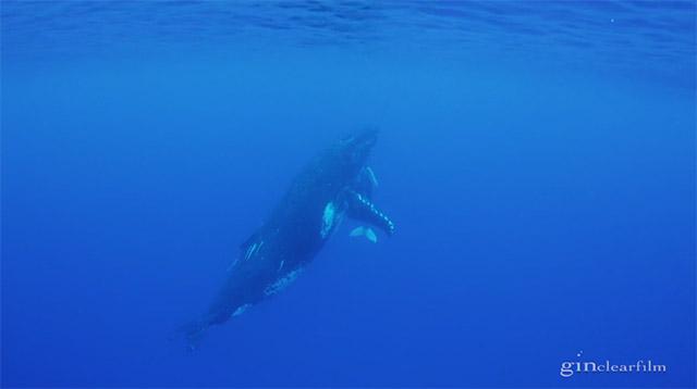 Tongan-Humpbacks-2012