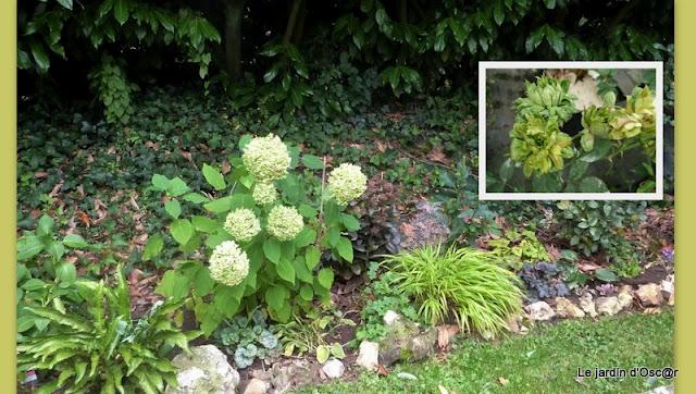 Rosiers en attente...