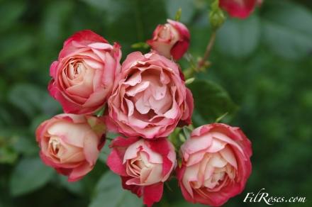 Rosiers en attente...