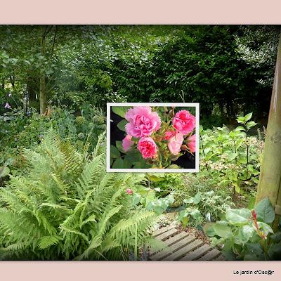 Rosiers en attente...