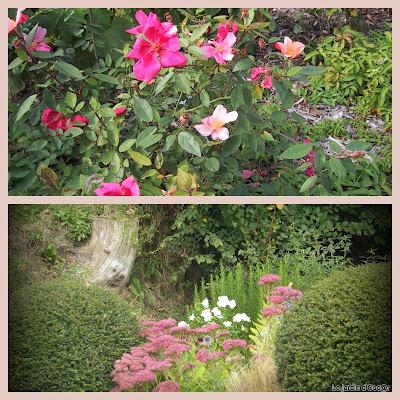 Rosiers en attente...