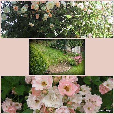 Rosiers en attente...