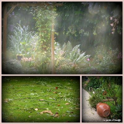 Rosiers en attente...