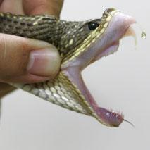 Le venin des serpents, espoir pour des traitements