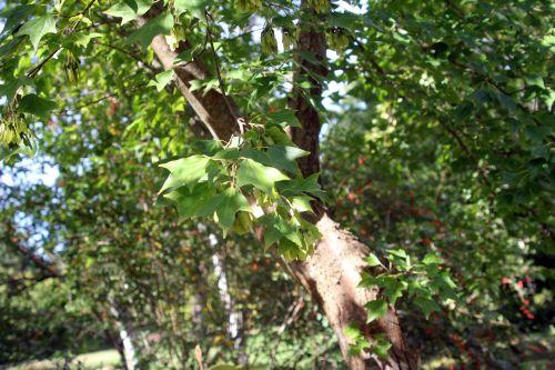 acer buergerianum 1 gb 16 sept 2012 107.jpg