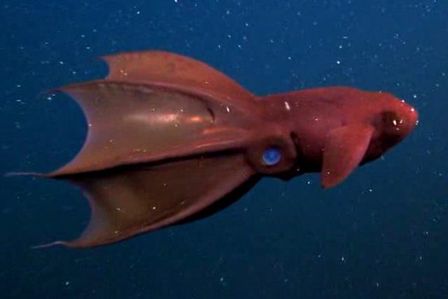 Le vampire des abysses (Vampyroteuthis infernalis) est si... (Image vidéo)