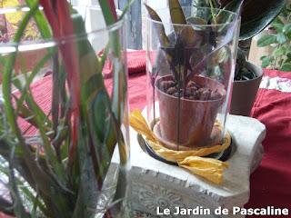 Comment mettre en valeur une bouture