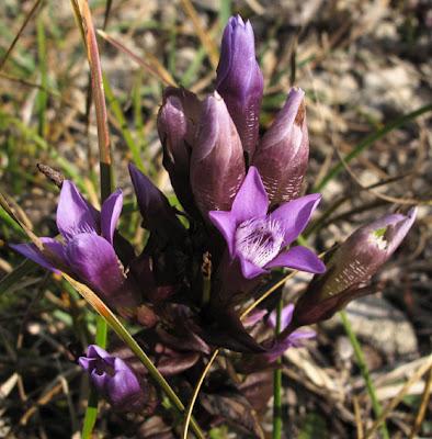 Deux Gentianes : Gentiana ciliata et Gentiana germanica