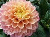 conseils simples pour conserver dahlias.