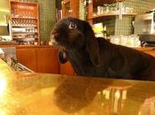 marius oryctolagus cuniculus hors commun........