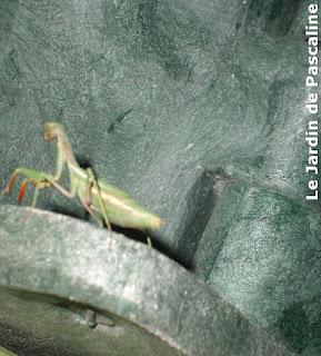 Comment respecter la biodiversité