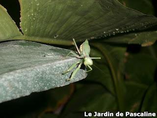 Comment respecter la biodiversité