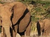 "Mon Voisin Éléphant" programme éducatif pour protection éléphants Burkina Faso