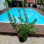 Déco-Jardin : Le bouturage : bouturer le forsythia