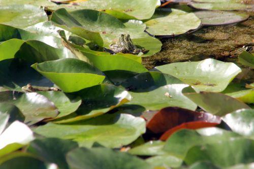 2 rana gb 16 sept 2012 024.jpg