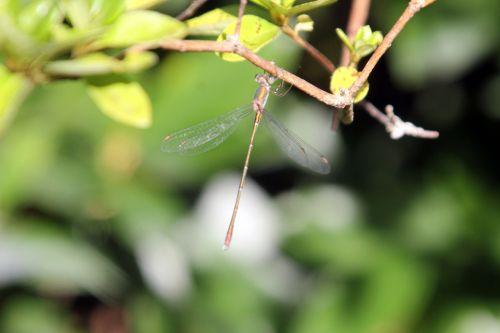 agrion gb 16 sept 2012 187.jpg