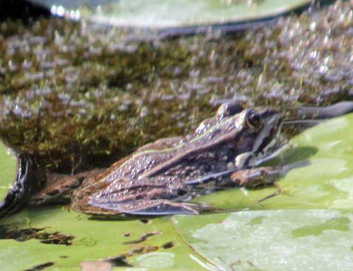 8 rana gb 16 sept 2012 020.jpg