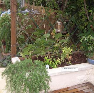 Defi Hortensia : plantation