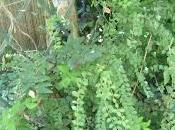 Defi Hortensia plantation