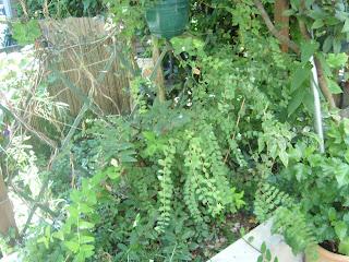 Defi Hortensia : plantation