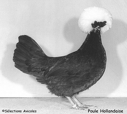 Poule-Hollandaise-copie-1.jpg