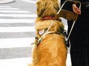 Semaine Chien guide d’aveugle septembre.