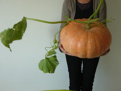 Cucurbitacée fin...