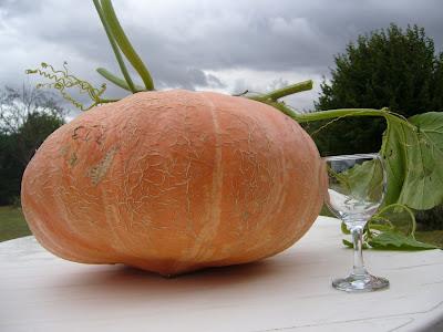 Cucurbitacée fin...