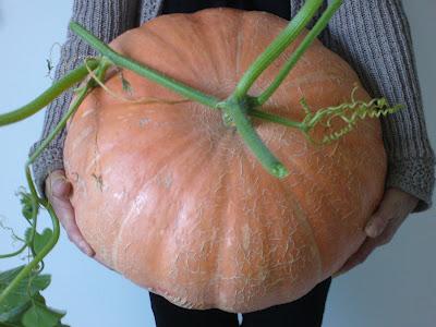 Cucurbitacée fin...