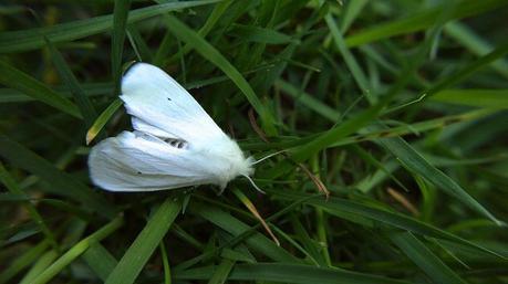 anteketborka.blogspot.com,papillonnuit5