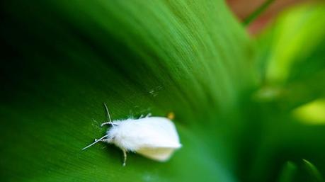 anteketborka.blogspot.com, papillonnuit1