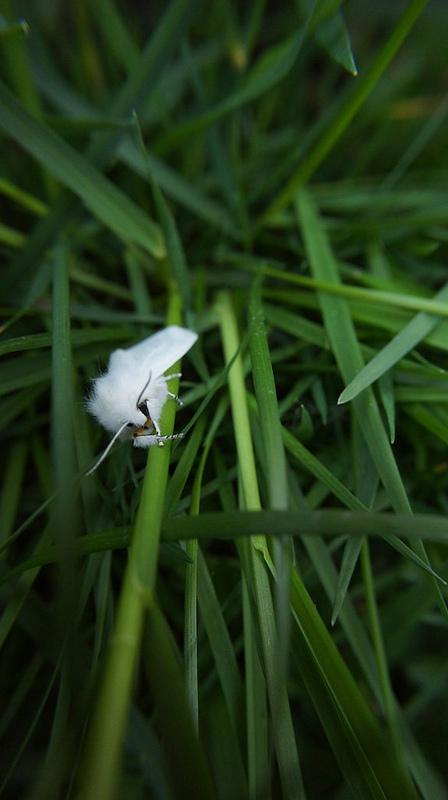 anteketborka.blogspot.com, papillonnuit3