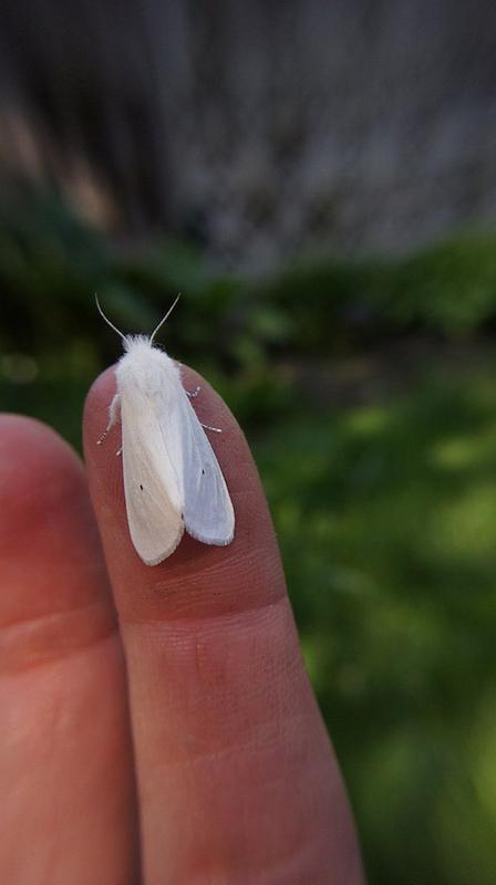 anteketborka.blogspot.com, papillonnuit6