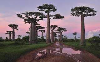 Baobab en poudre