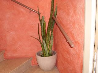 Bouture de Sanseveria : conclusion !