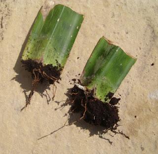 Bouture de Sanseveria : conclusion !