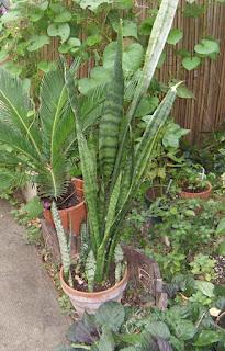 Bouture de Sanseveria : conclusion !