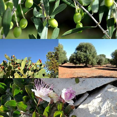 Découverte des Pouilles