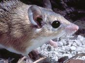 Perdre peau pour sauver