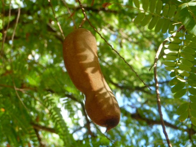 Le Tamarin en Wolof Dakhar serait à l’origine du nom de la capitale du Sénégal !
