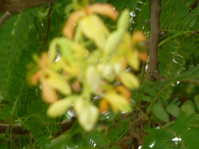 Le Tamarin en Wolof Dakhar serait à l’origine du nom de la capitale du Sénégal !