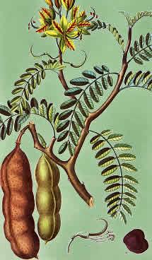 Le Tamarin en Wolof Dakhar serait à l’origine du nom de la capitale du Sénégal !